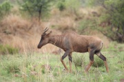 tsessebe (3)